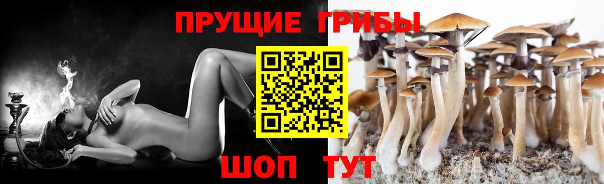 Мурманск  дарнет шоп  Вход с VPN  Псилоцибиновые грибы Psilocybe  Псилоцибиновые грибы Psilocybine cubensis 